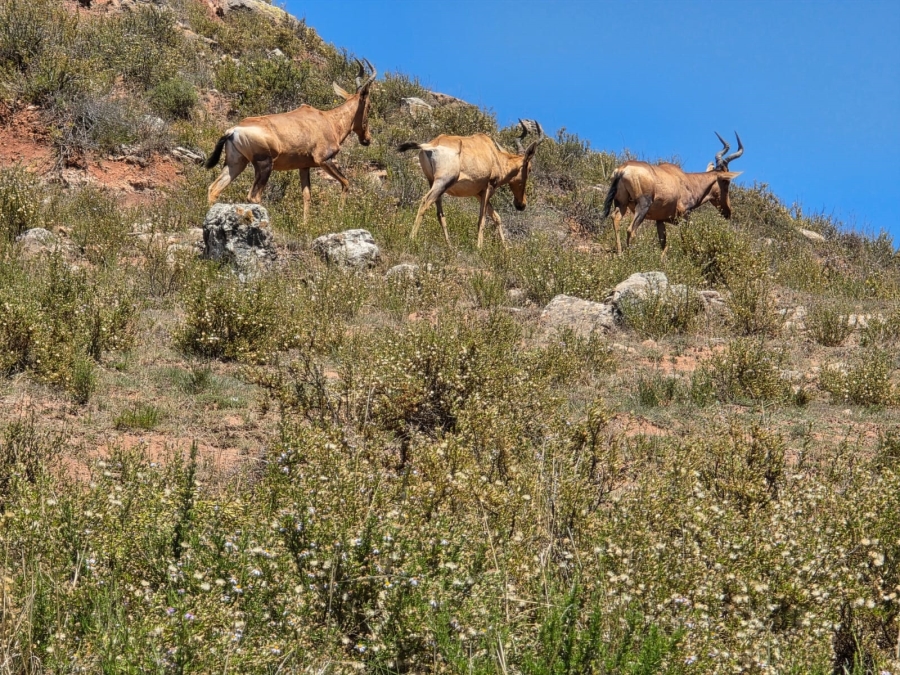 8 Bedroom Property for Sale in Bethlehem Rural Free State